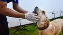 Anjing labrador retriever diberi hadiah saat tes mengendus Covid-19 dari sampel keringat di Universitas Chulalongkorn di Bangkok pada 21 Mei 2021. Ratusan sampel keringat penderita Covid-19 dikumpulkan mulai dari yang tidak bergejala sampai yang harus dirawat di rumah sakit (Lillian SUWANRUMPHA/AFP)