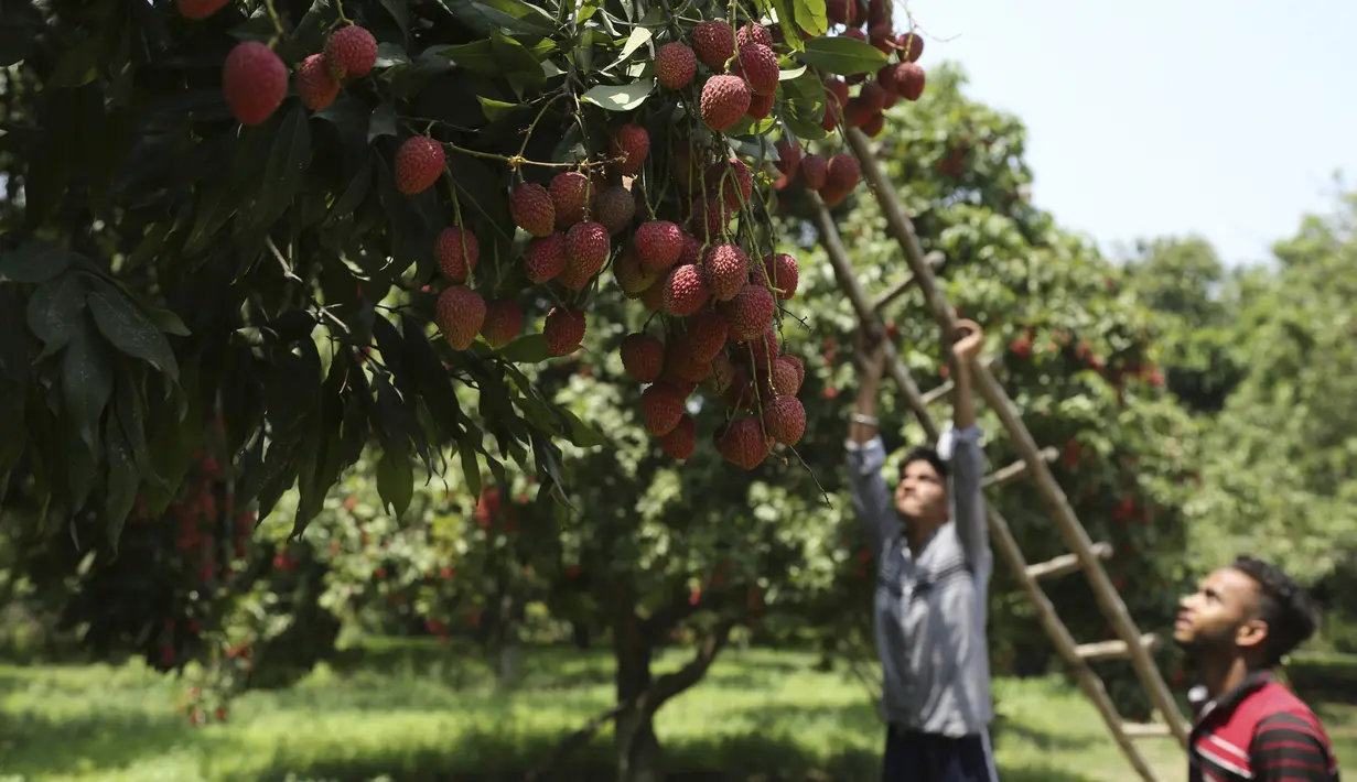 Anak laki-laki menyesuaikan tangga untuk memanjat pohon lengkeng di sebuah kebun di pinggiran Jammu, India, Sabtu, 19 Juni 2021. Lengkeng dikenal sebagai buah yang menyejukkan di cuaca panas dan sangat diminati di musim panas.(AP) Foto/Channi Anand)