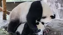 Panda raksasa Jiajia dan bayinya Jiajiazai bermain air di aula panda raksasa Taman Margasatwa Shanghai di Shanghai, China timur (7/8/2020). Bayi panda jantan tersebut lahir pada 6 Oktober 2019 di taman itu. (Xinhua/Wang Xiang)