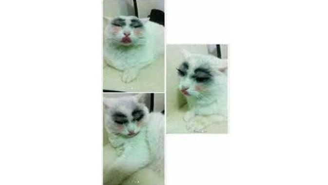 Ini 5 Potret Menggemaskan Saat Kucing Pakai Makeup (sumber: Twitter.com/cikmeow_)