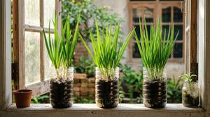 5 Cara Menanam Daun Bawang di Botol Bekas Air Mineral, Modal Minim Hasil Maksimal