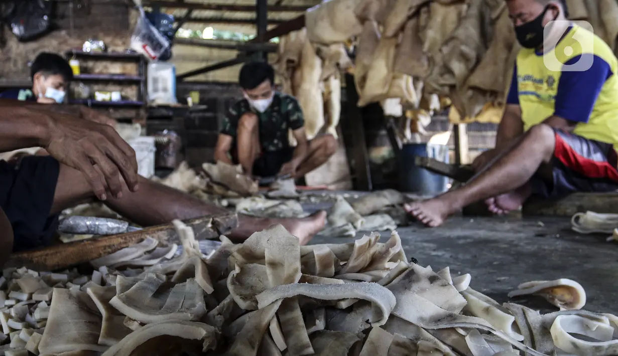 Pekerja memotong kulit sapi untuk dijadikan kerupuk di Kerupuk Kulit Bambang, Depok, Jawa Barat, Sabtu (28/8/2021). Pelaku usaha kerupuk kulit mengaku sejak Pemberlakuan Pembatasan Kegiatan Masyarakat (PPKM) produksi kerupuk kulit menurun hingga 60 persen. (Liputan6.com/Johan Tallo)