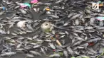 Sebuah sungai di Jombang dialiri racun oleh seorang warga. Akibatnya ribuan ikan mati mengambang di atas sungai.