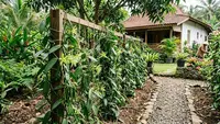 Cara Menanam Vanili di Rumah dengan Rambatan Sederhana, Cukup Gunakan Bahan yang Mudah Ditemukan