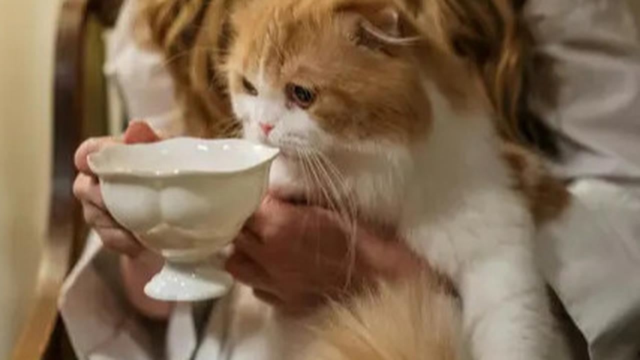 8 Cara Mengusir Kucing yang Suka Nongkrong di Kap Mobil, Mudah dan Efektif