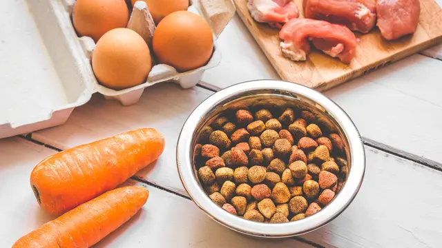 Sudah Benarkah Caramu Menyimpan Makanan Kucing? Ini Jawabannya