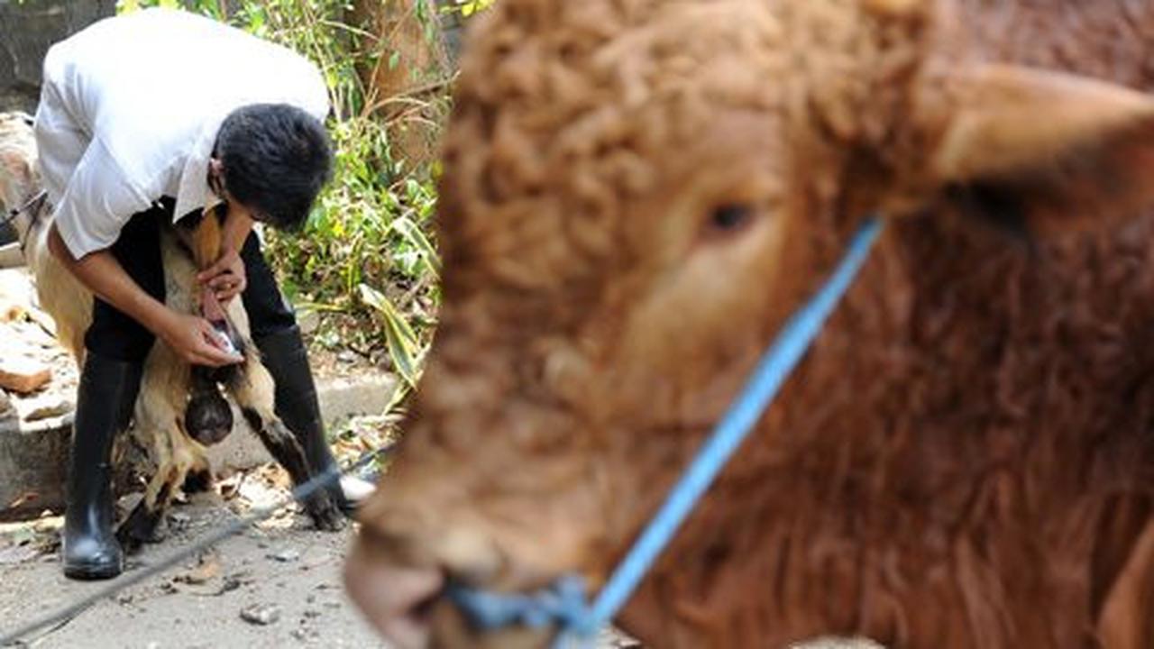 Takut kabut asap, panitia suruh penerima ambil sendiri daging kurban