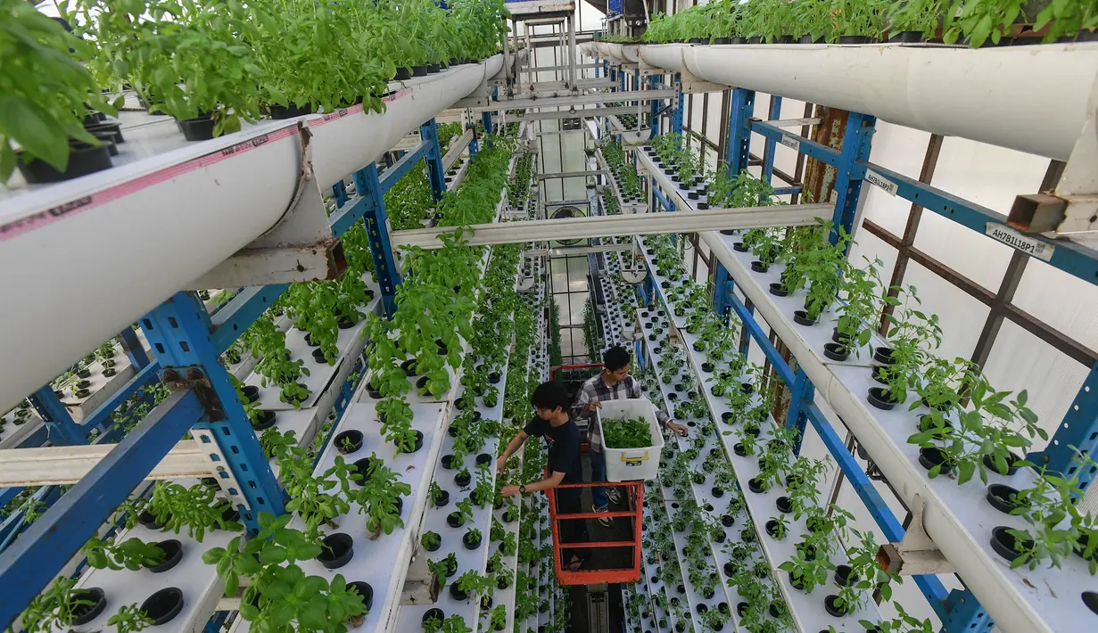 Sistem pertanian hidroponik vertikal ini memungkinkan produksi pangan berkelanjutan di perkotaan dengan memanfaatkan ruang vertikal dan teknologi modern. (merdeka.com/Arie Basuki)