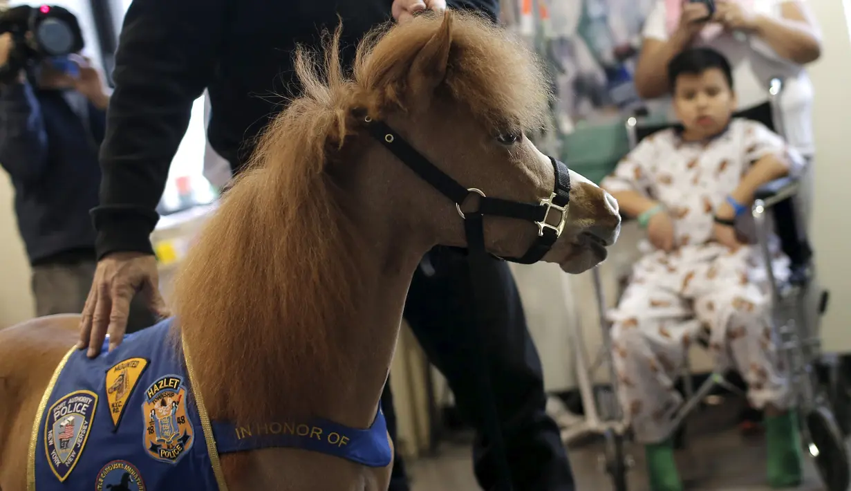 Handler Jorge Garcia - Bengochea memegang kuda poni di Rumah Sakit anak Kravis, New York City, (16/3). Kuda poni didatangkan untuk membantu terapi kesehatan pasien rumah sakit anak Kravis. (REUTERS / Mike Segar)