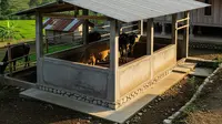 Tips Praktis Membangun Kandang Sapi dan Mengatur Perawatan Harian, Praktis untuk Pemula