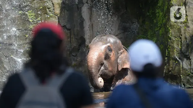 FOTO: Hore, Taman Marga Satwa Ragunan Kembali Dibuka