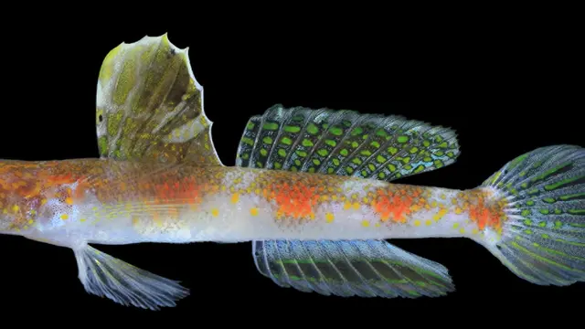 Spesies Baru Ikan Gobi