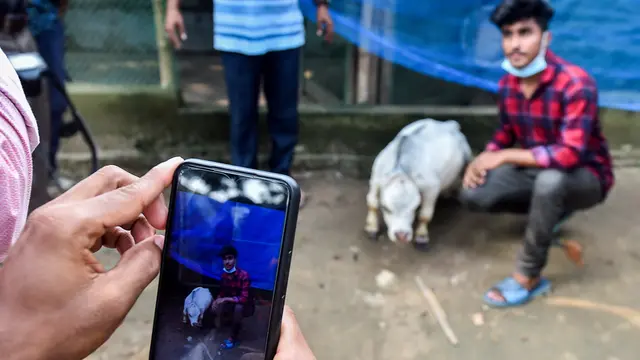 Rani, Sapi Terkecil dari Bangladesh