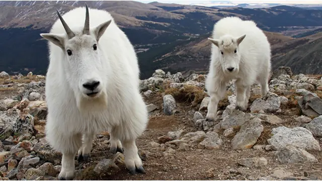 Courtesy nicomargolies