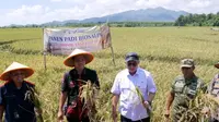 Panen Biosalin Jepara Lampaui Target, Hasilkan 176 Ton Gabah dari Kolaborasi Pemda, BRIN, dan PGN