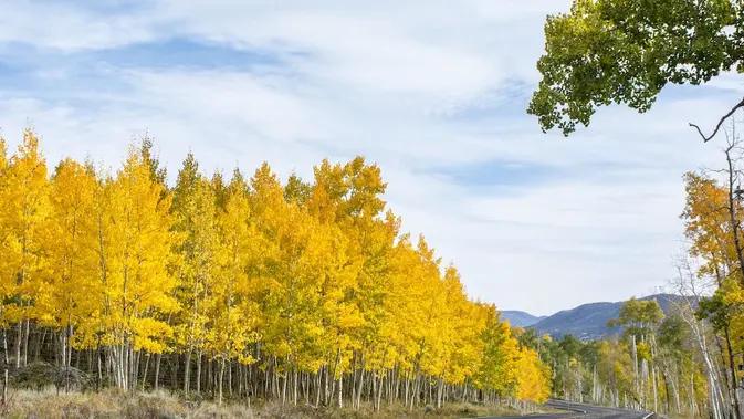Pohon Pondo di Sevier, Utah (Dok.USDA / Dinas Kehutanan via EcoWatch)
