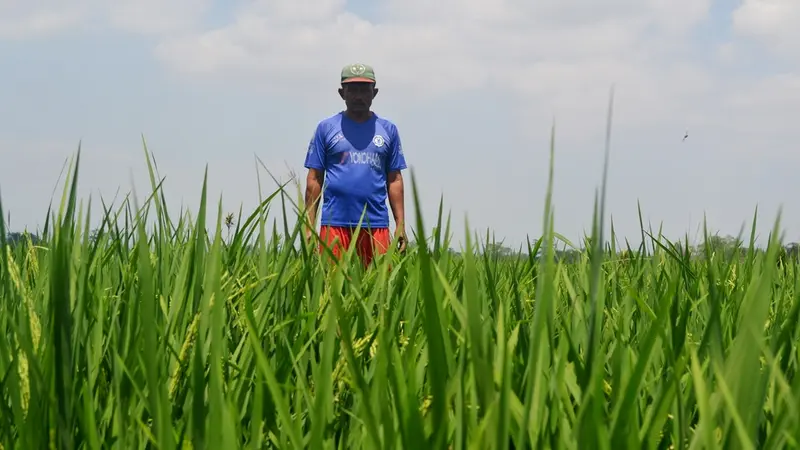 Petani Kalimanah Kulon, Kalimanah, Purbalingga berada di tengah sawah. (Foto: Liputan6.com/Muhamad Ridlo)