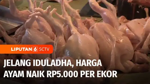 VIDEO: Jelang Lebaran Idul Adha, Harga Ayam Naik Rp5.000 per Ekor