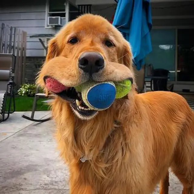 Gemas, Anjing Golden Retriever Ini Pecahkan Rekor Dunia Memuat Bola Tenis Terbanyak di Mulutnya