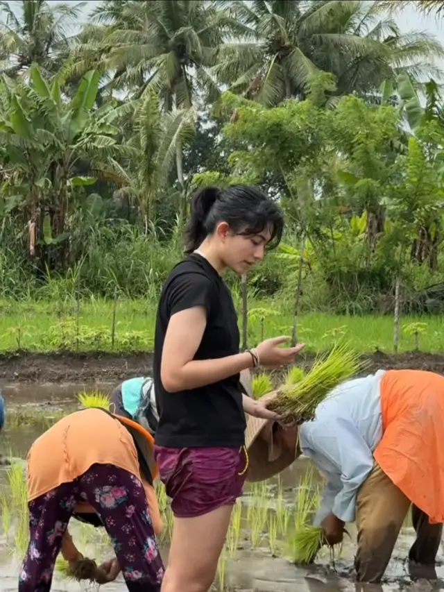 Potret Keseruan Sintya Marisca Tanam Padi di Sawah