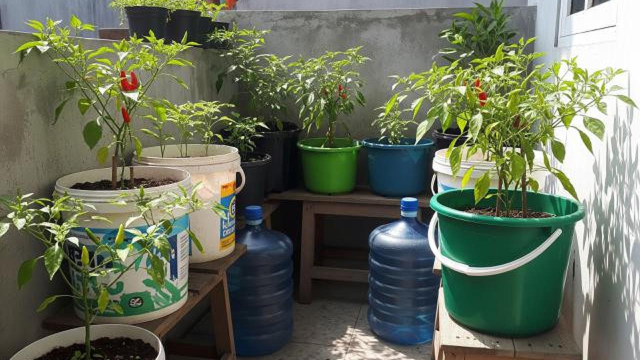 Kebun Cabai di Ember atau Galon Bekas/Ide Kebun Cabai Mini di Rumah Tanpa Halaman (Sumber: gemini.com)