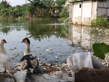 Dua ekor bebek terlihat di sekitar Waduk Surilang, Pasar Rebo, Jakarta Timur, Senin (25/2). Waduk yang mengalami pendangkalan akibat lumpur yang lama tak dikeruk tersebut dikhawatirkan meluap saat musim hujan. (Liputan6.com/Immanuel Antonius)