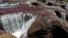  Sungai Cano Cristales atau disebut "sungai lima warna" terlihat di Taman Nasional Sierra de La Macarena, provinsi Meta, Kolombia (27/9). Keindahan Sungai ini karena tanaman ganggang warna-warni yang  menghiasi dasar sungai. (AFP PHOTO/John Vizcaino)