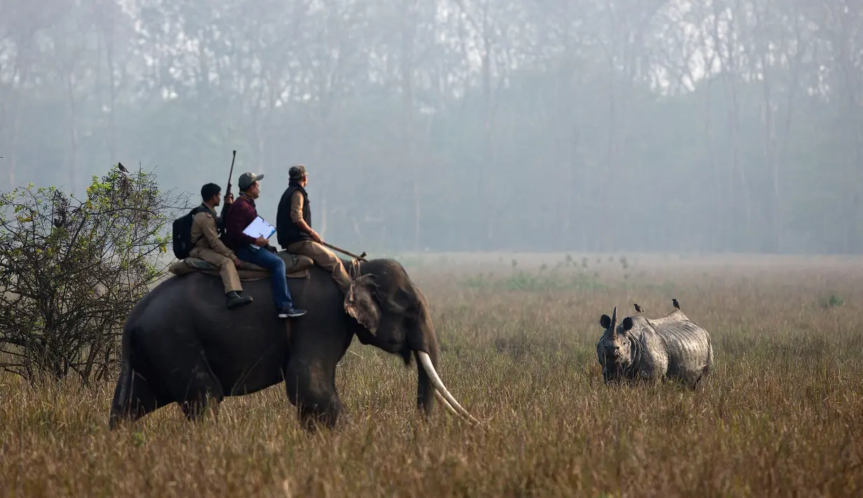 Petugas kehutanan meneliti seekor bercula satu di Suaka Margasatwa Pobitora di negara bagian Assam, India (18/3). Petugas hutan India melakukan sensus menyusul adanya lonjakan jumlah badak bercula satu di India. (AP Photo / Anupam Nath)