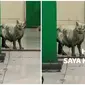 Meme Kucing Usai Kecebur Got Kocak. (Sumber: Twitter/@kochengfs/@iyenew)