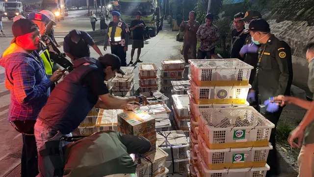 2.775 Burung berbagai jenis ditemukan dalam puluhan keranjang dan kardus di bagasi bus di Bakauheni. (Liputan6.com/Istimewa).