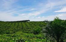 Garap Proyek Strategis Nasional di Kalimantan, PTPN Grup Dapat Keringanan Pajak