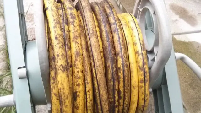 Selang mirip pisang