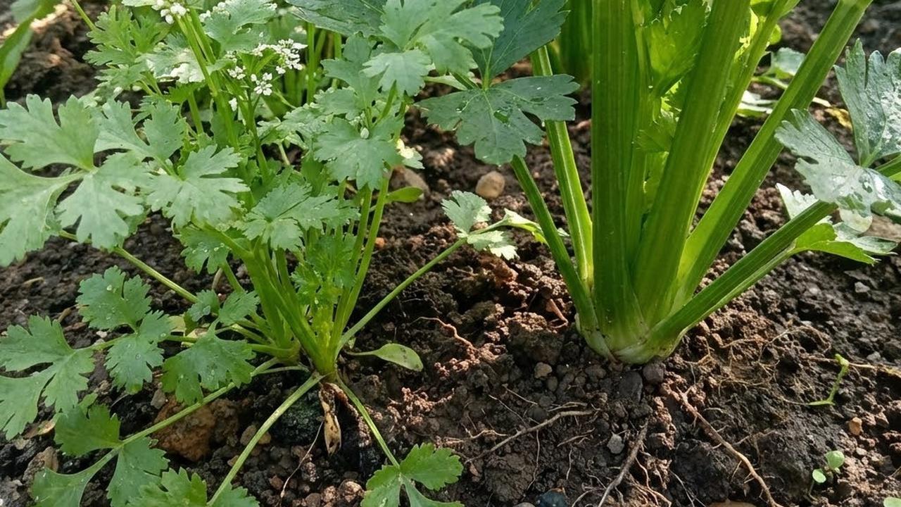 Manfaat Kesehatan Daun Seledri dan Ketumbar Serta Cara Menyimpannya