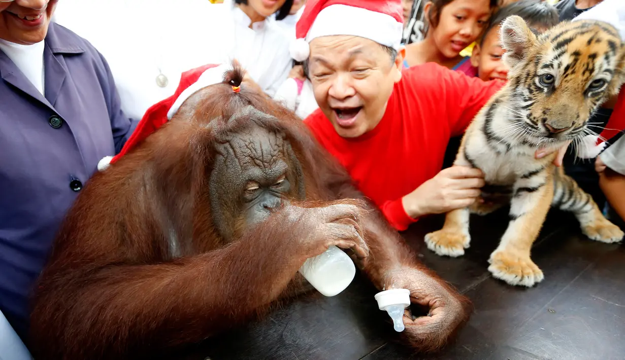 Orangutan bernama Pacquiao minum susu saat merayakan pesta natal di Malabon, Filipina (21/12). Pacquiao merayakan natal bersama sekitar 200 anak yatim piatu dan biarawati Katolik Roma. (AP Photo / Bullit Marquez)