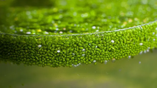 Wolffia (sumber: ruduckweed)