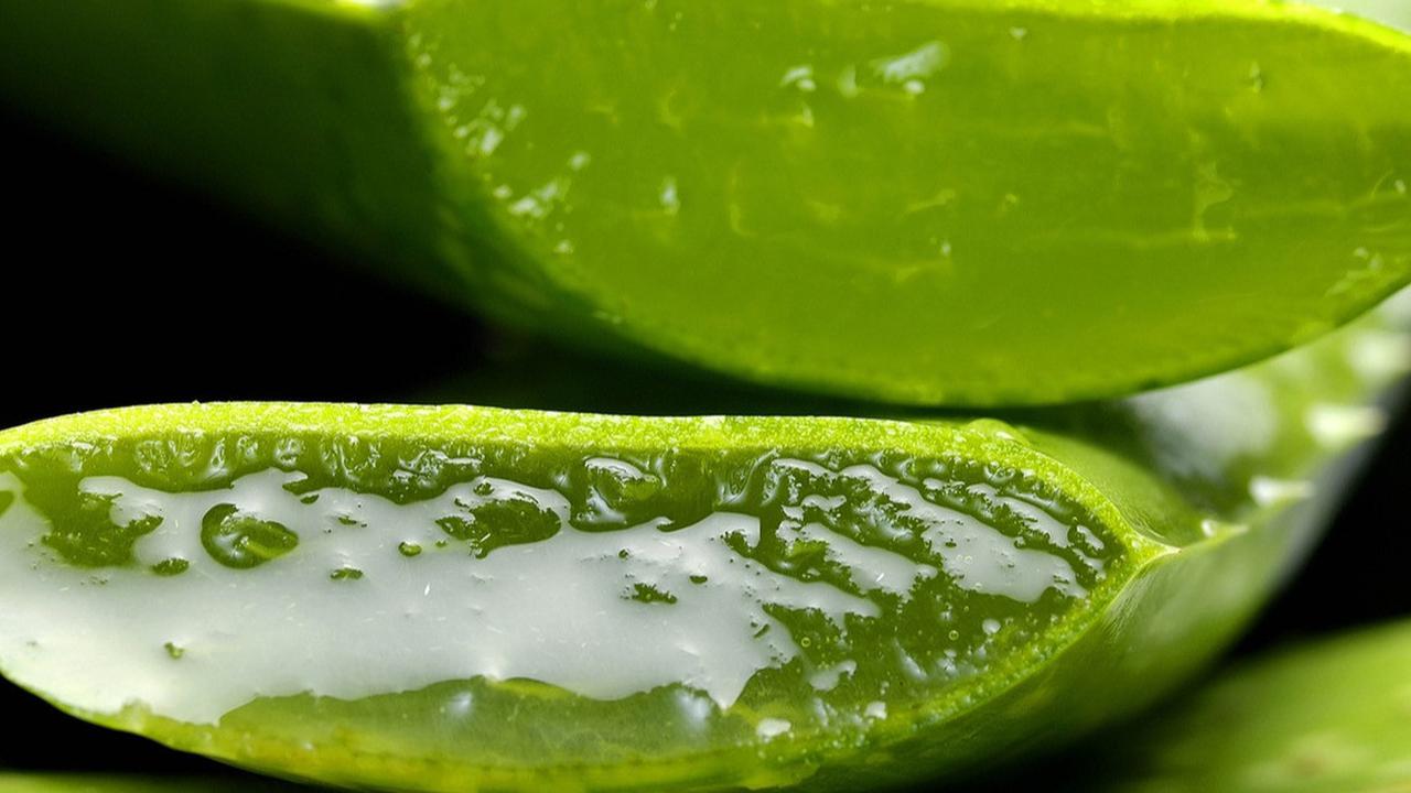 10 Manfaat Lidah Buaya untuk Kecantikan, Rahasia Kulit Glowing Alami dan Bisa Awet Muda