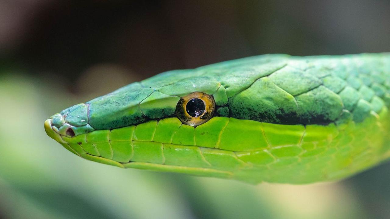 <b>Ular Buta</b>