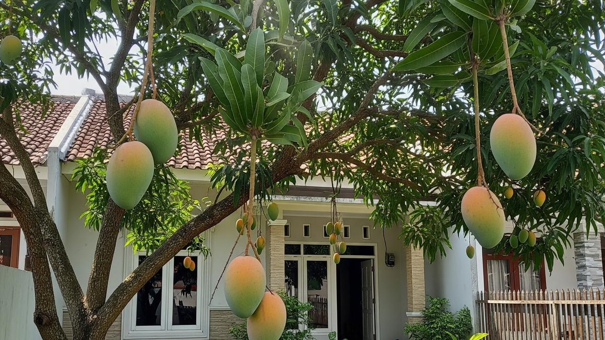 19 Jenis Buah Lokal yang Jarang Gagal Panen, Tahan Cuaca dan Mudah Dirawat