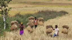 Para petani membawa padi di pundak mereka setelah panen, di pinggiran Gauhati, India (16/11/2019). Lebih dari 70 persen dari 1,25 miliar penduduk India terlibat dalam pertanian. (AP Photo/Anupam Nath)