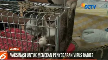 Selain memberi vaksin, petugas juga mengebiri kucing jantan untuk menekan populasi kucing liar.