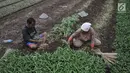 Petani saat memanen kangkung di perkebunan sayur kawasan Sunter, Jakarta, Selasa (9/7/2019). Akibat kemarau, lahan pertanian di kawasan tersebut mengalami kekeringan sehingga petani terpaksa menggunakan air dari selokan untuk menyiram sayuran. (merdeka.com/Iqbal S. Nugroho)