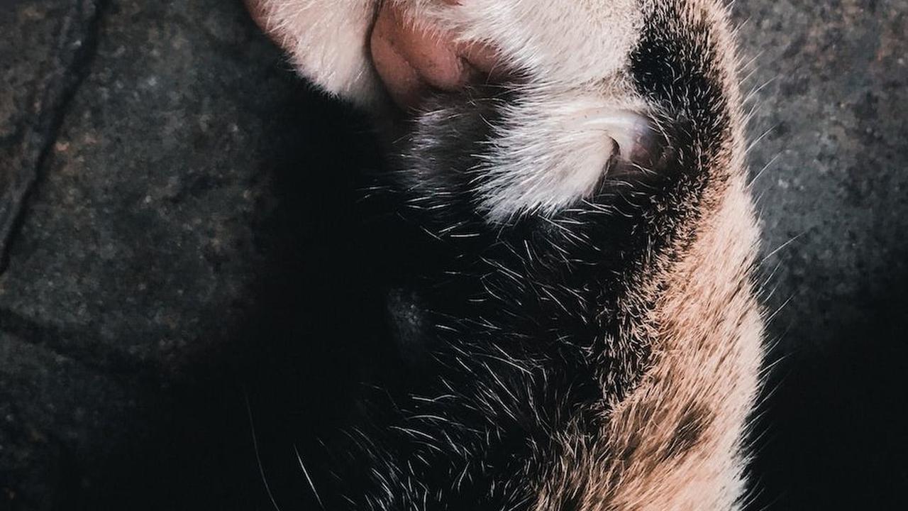 Penyakit Cakar Kucing yang Perlu Diwaspadai, Ketahui Gejala dan Cara Mencegahnya