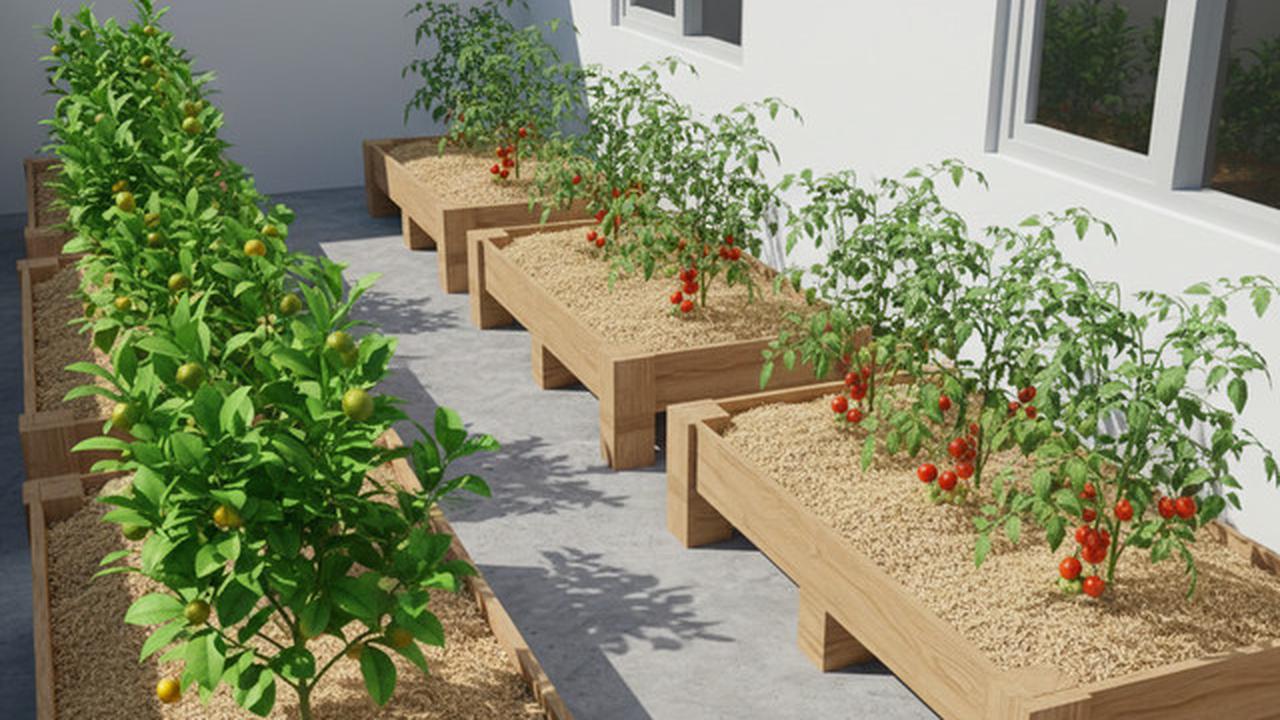 8 Ide Desain Kebun Buah Mini untuk Rumah Subsidi Type 27, Panen Segar di Lahan Terbatas