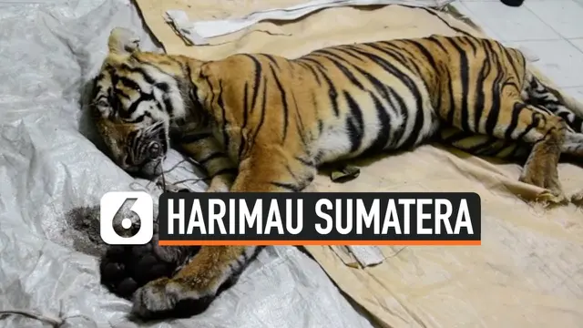 VIDEO: Harimau Sumatra Mati Terjerat Tali Sling di Riau