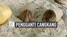 Beberapa ekor kelomang atau umang-umang menggunakan tutup botol plastik sebagai pengganti cangkang. Momen ini berhasil direkam kamera warga saat kelomang berjalan di sekitar pulau Ngai, Krabi, Thailand.