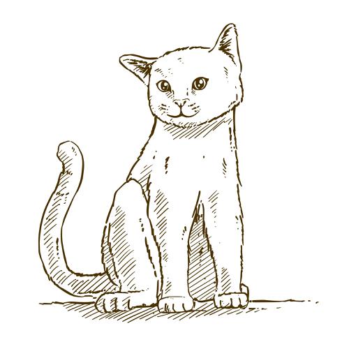 catfor drawing