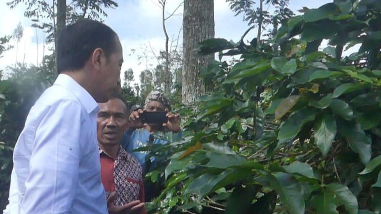 Jokowi Blusukan Lagi Bertemu Petani Kopi Temanggung: Kita Hanya Main, Enggak Ada Maksud Apa-Apa