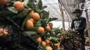Pekerja merawat pohon jeruk Kim Kit di Meruya, Jakarta Barat, Selasa (25/1/2022). Banyak warga membeli pohon jeruk Kim Kit untuk dikirim kepada kerabat dan juga sebagai hiasan Imlek. (merdeka.com/Iqbal S. Nugroho)