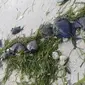 Ratusan ikan mati misterius di perairan Bulukumba (Fauzan/Liputan6.com)