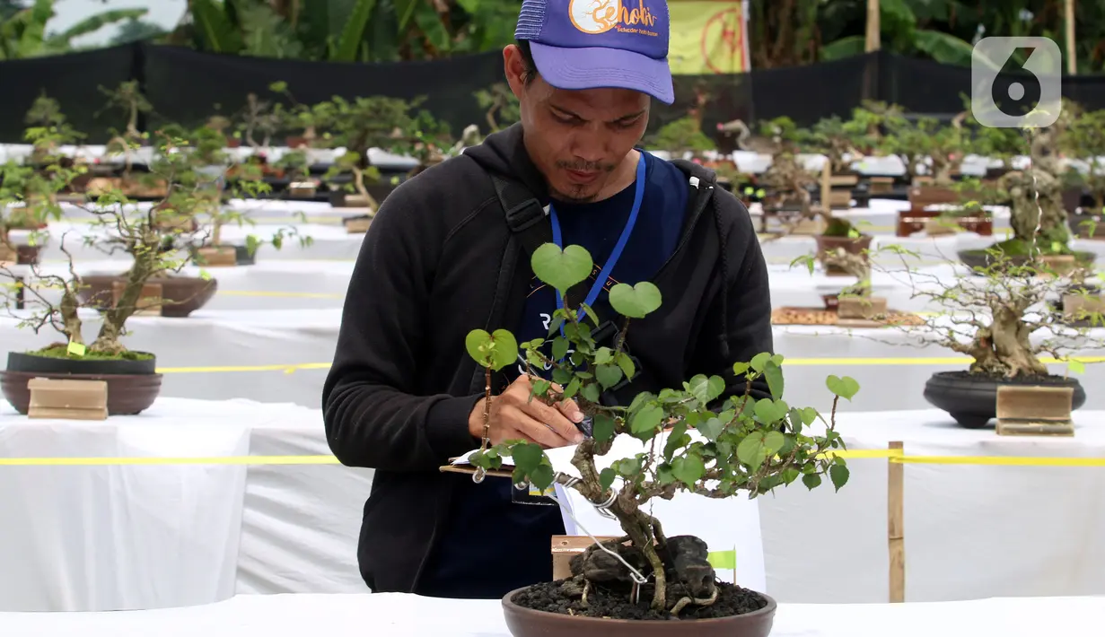 Juri melakukan penilaian saat pameran dan kontes tanaman bonsai di Lapangan Bola Chikal, Tapos, Depok, Jawa Barat, Minggu (4/12/2022). Penilaian tanaman bonsai mulai dari akar, gerak batang, hingga perantingan. (merdeka.com/Arie Basuki)